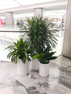 宁波海曙绿植出租，服务贴心超赞！